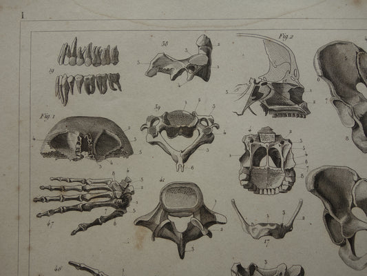 TANDEN oude anatomie print over Tand Kaak Gebit Antieke prent Vintage anatomische illustratie prent Kiezen Kaken