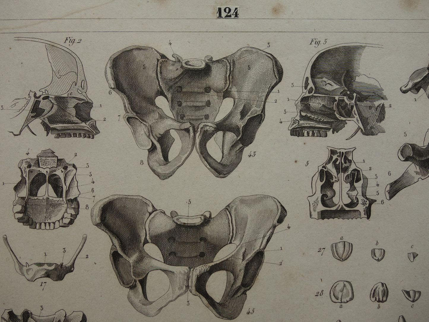 TEETH old anatomy print about Tooth Jaw Teeth Antique print Vintage anatomical illustration print Molars Jaws