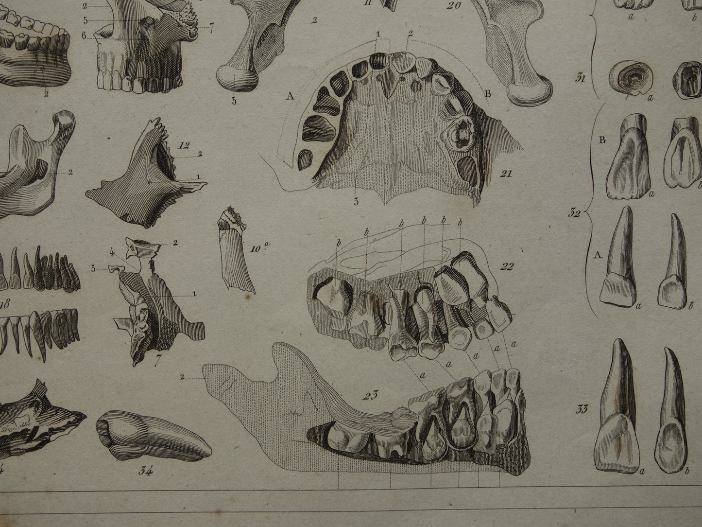 TEETH old anatomy print about Tooth Jaw Teeth Antique print Vintage anatomical illustration print Molars Jaws