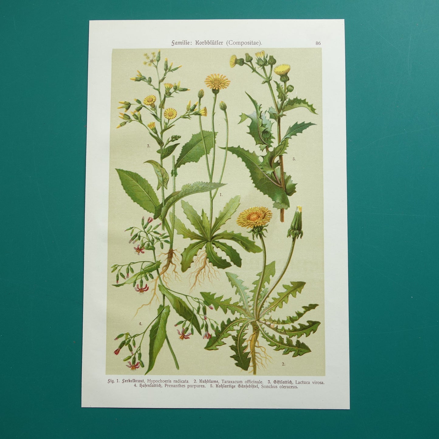 dandelion antique print for sale