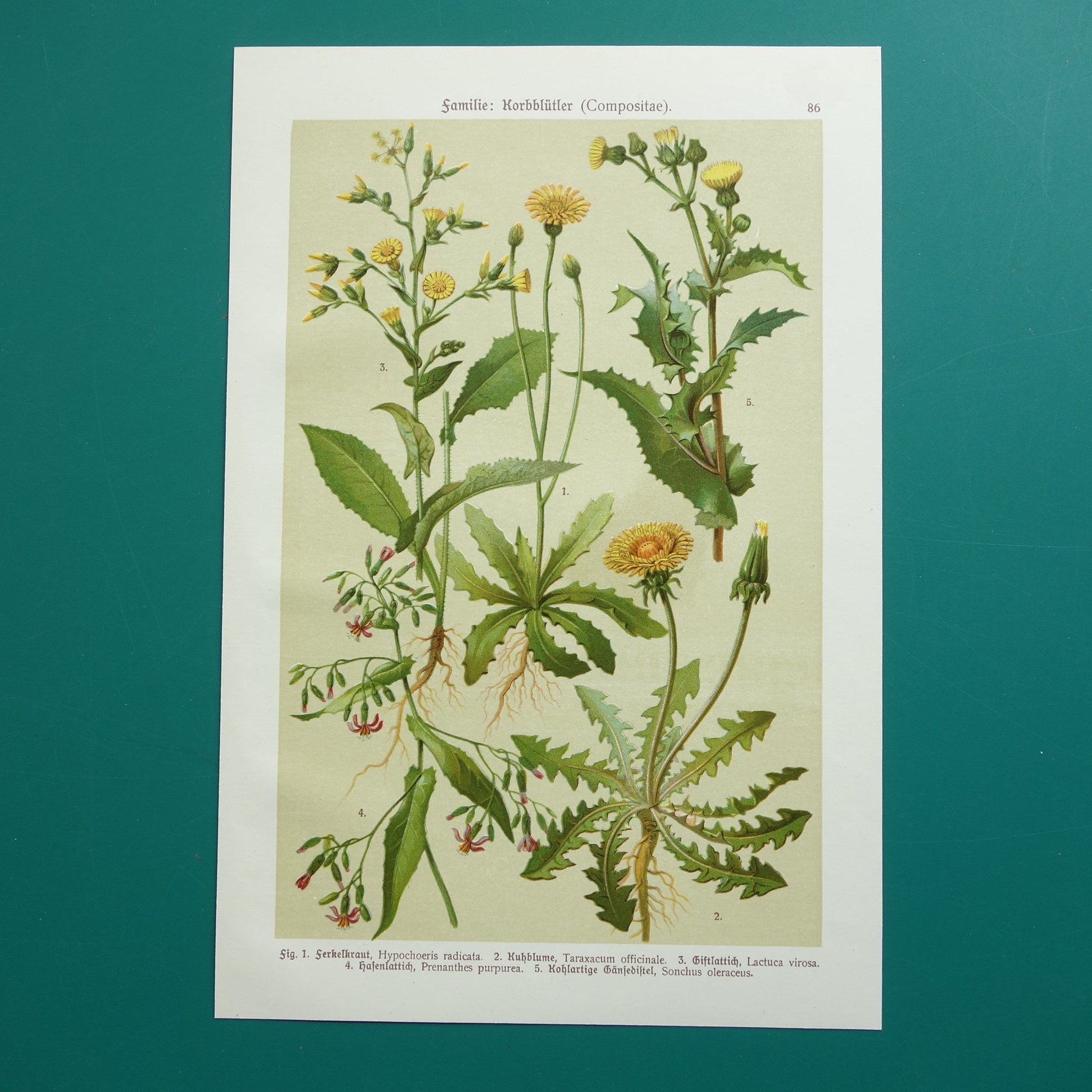 Oude botanische prent Paardenbloem originele antieke illustratie Biggenkruid botanie prenten bloemen