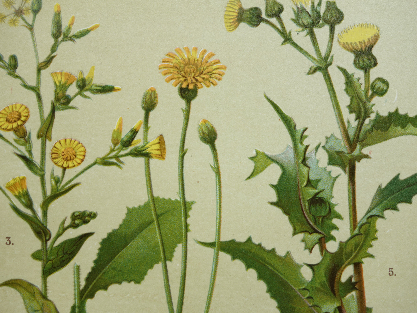 Old botanical print Dandelion original antique illustration Sowweed botany prints flowers