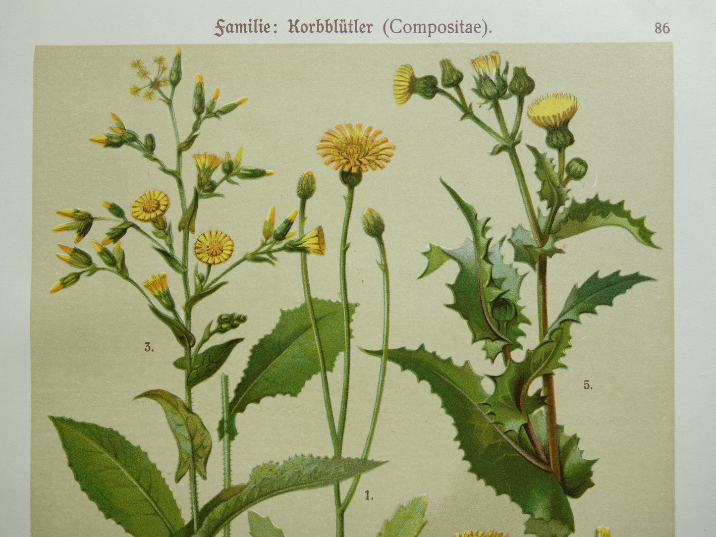 Old botanical print Dandelion original antique illustration Sowweed botany prints flowers