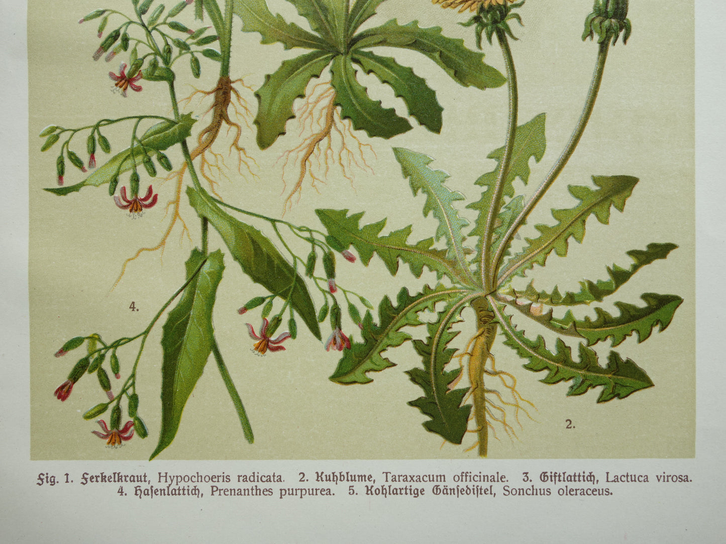 Old botanical print Dandelion original antique illustration Sowweed botany prints flowers