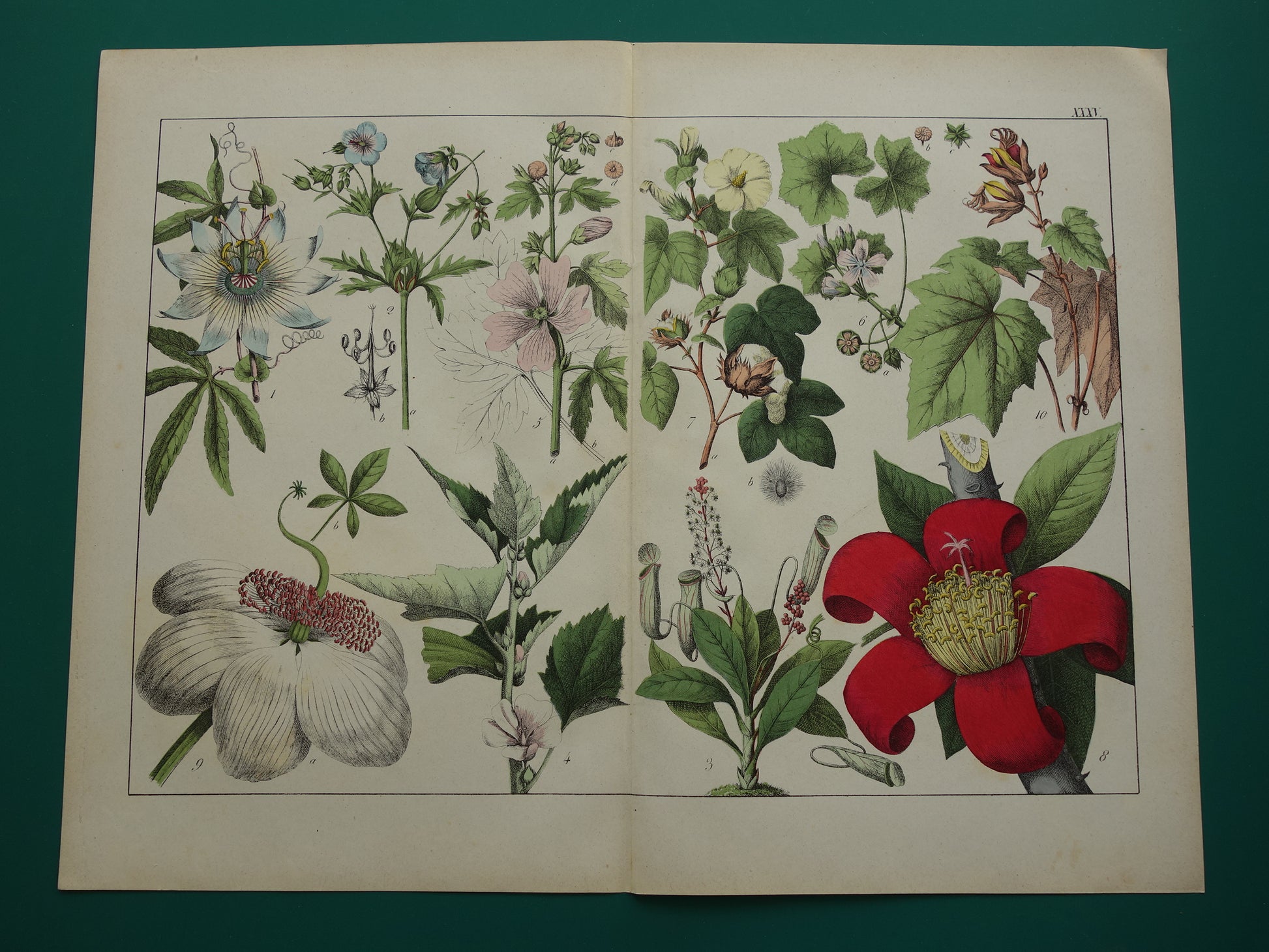 Vintage botanische illustratie uit 1874 Originele antieke botanische prent bloemen 