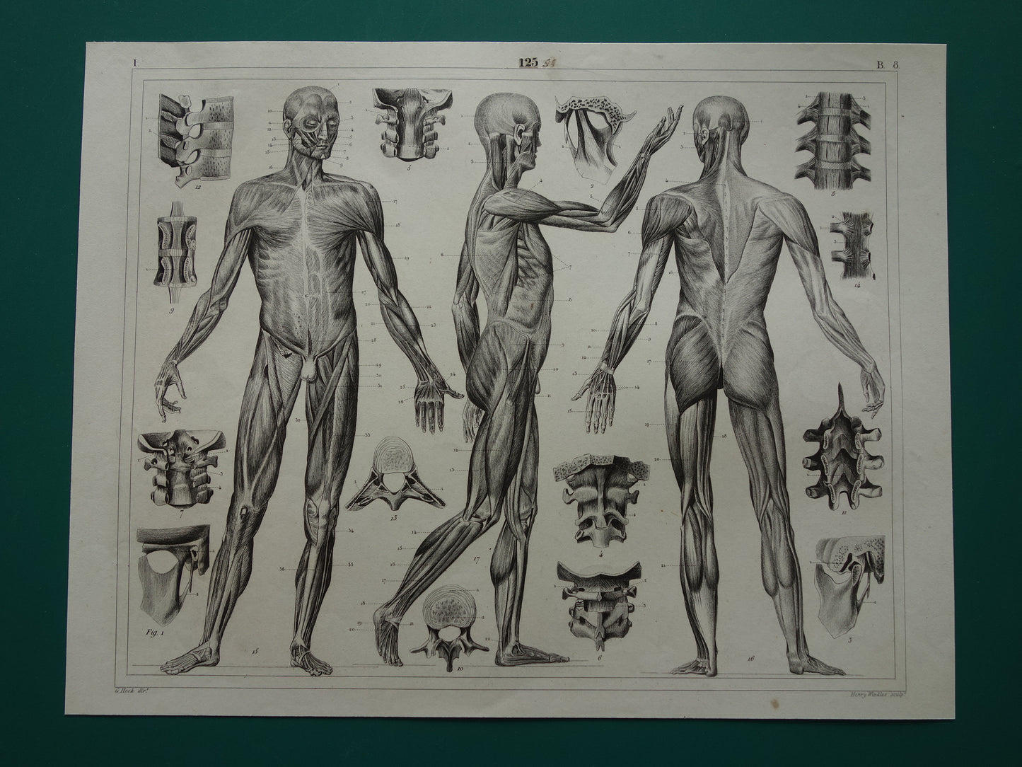Oude Anatomie Prent Spieren van de Mens Originele 175+ jaar oude Illustratie Vintage Anatomische Prenten
