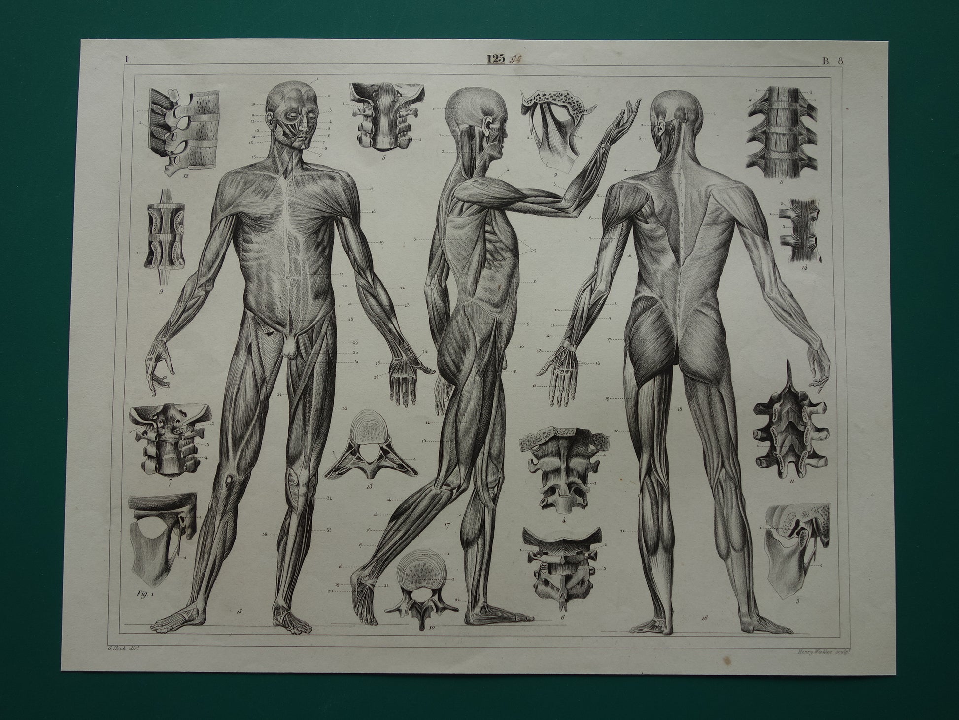 Oude Anatomie Prent Spieren van de Mens Originele 175+ jaar oude Illustratie Vintage Anatomische Prenten