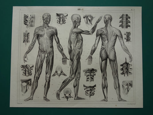 Oude Anatomie Prent Spieren van de Mens Originele 175+ jaar oude Illustratie Vintage Anatomische Prenten