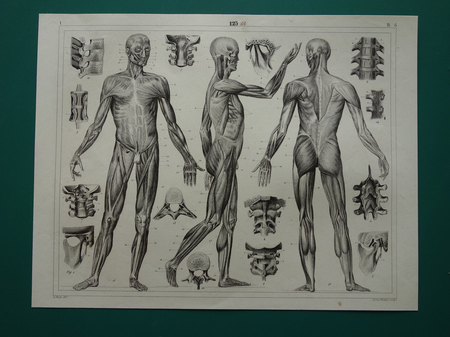Oude Anatomie Prent Spieren van de Mens Originele 175+ jaar oude Illustratie Vintage Anatomische Prenten
