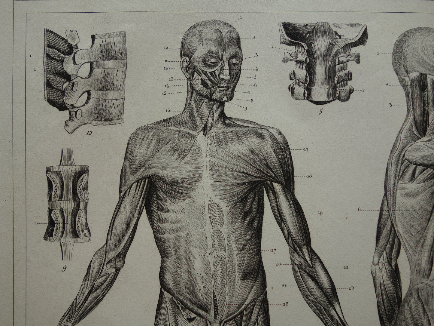 muscles of the human body old anatomy print