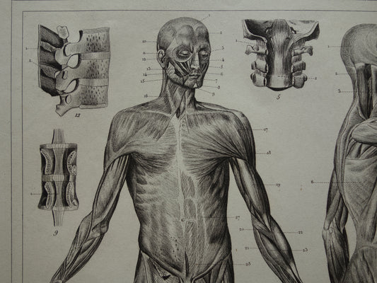 muscles of the human body old anatomy print