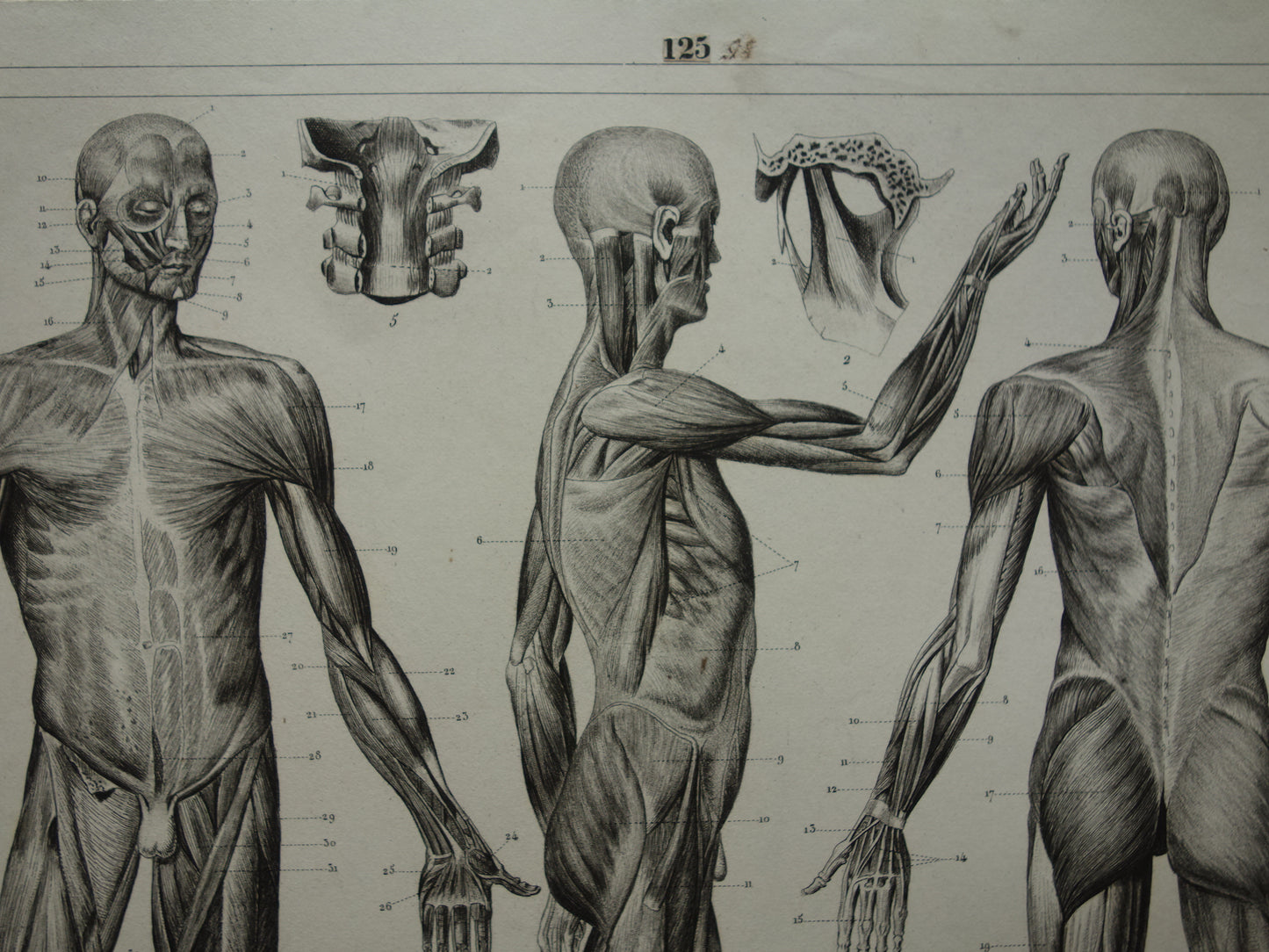 Oude Anatomie Prent Spieren van de Mens Originele 175+ jaar oude Illustratie Vintage Anatomische Prenten
