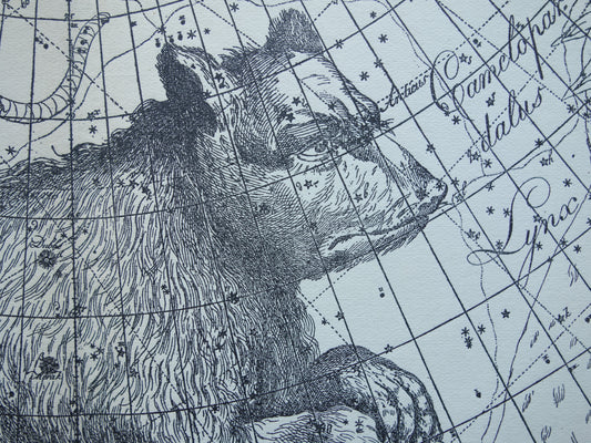 GROTE BEER Oude astronomie prent van sterrenbeeld Ursa Major Antieke sterrenkaart sterrenbeelden vintage print