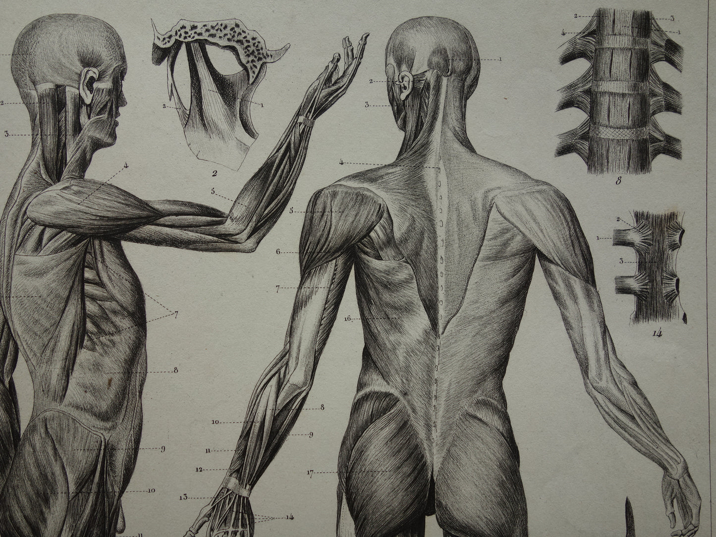 Oude Anatomie Prent Spieren van de Mens Originele 175+ jaar oude Illustratie Vintage Anatomische Prenten