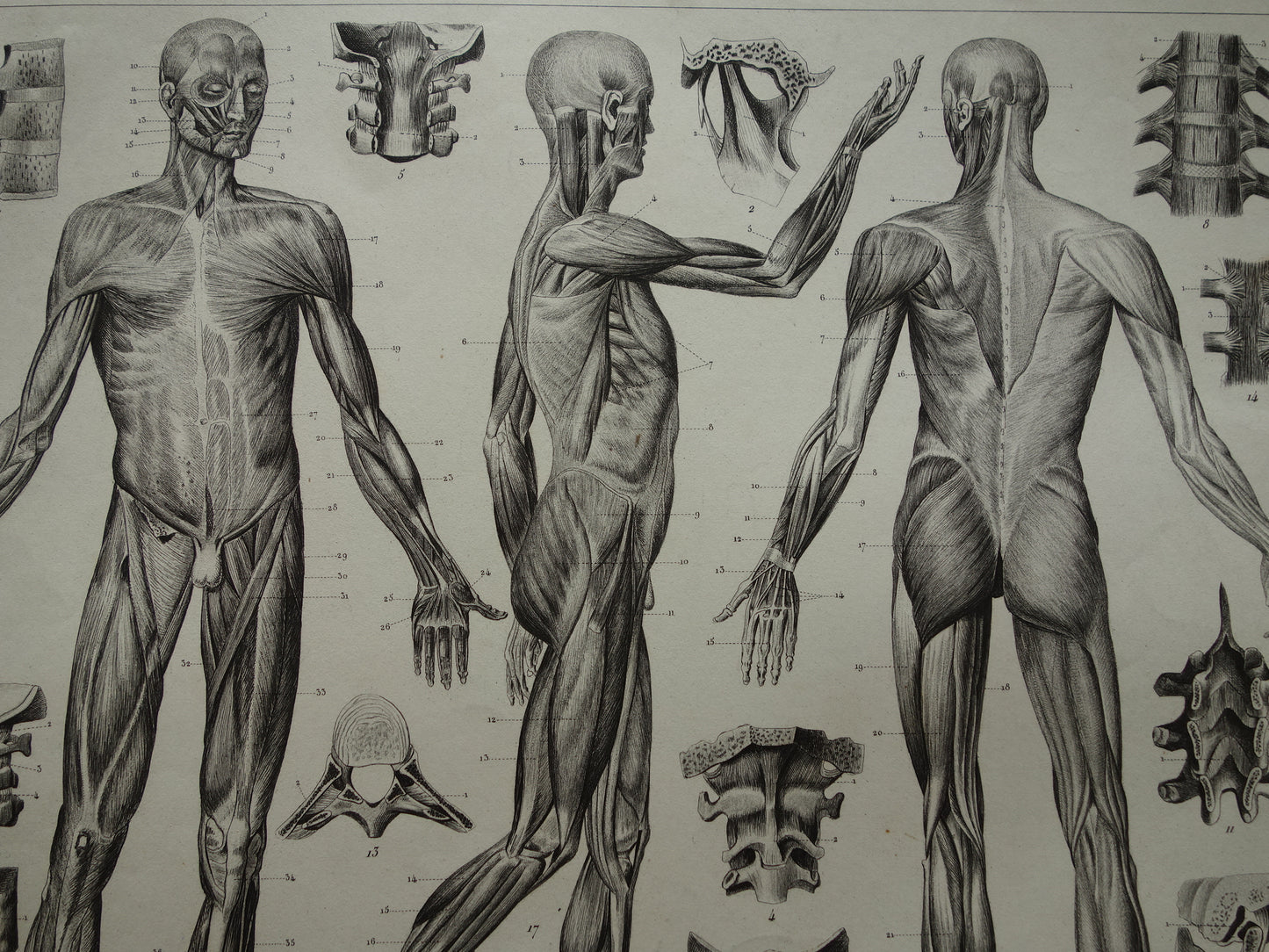Oude Anatomie Prent Spieren van de Mens Originele 175+ jaar oude Illustratie Vintage Anatomische Prenten