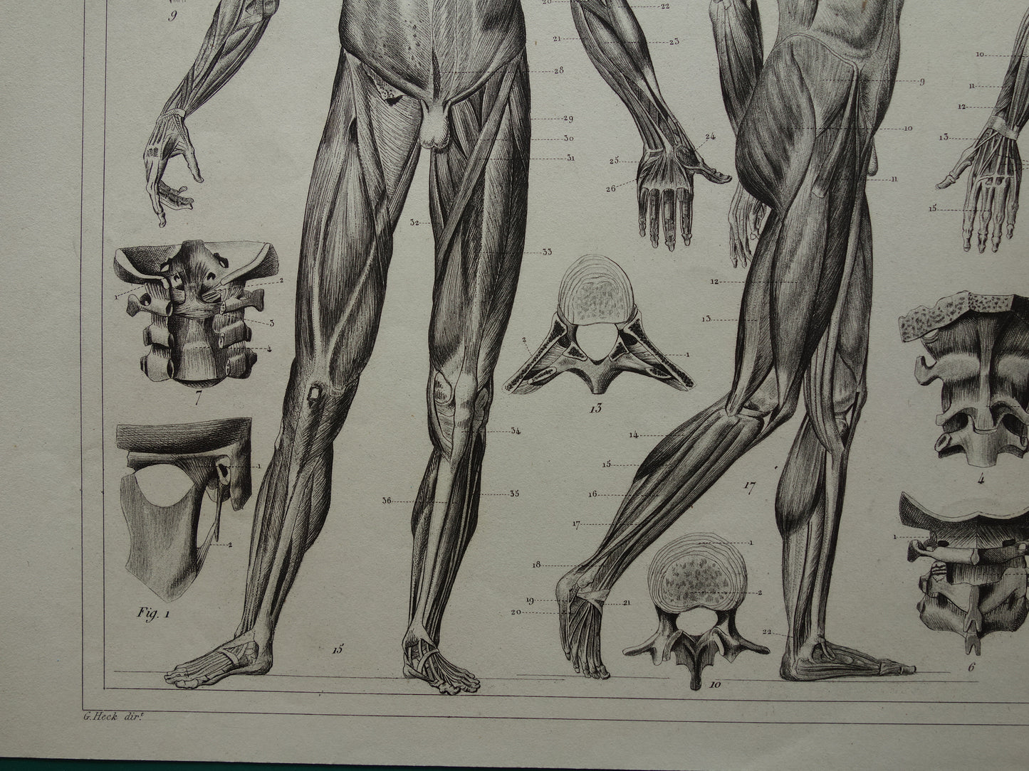 Oude Anatomie Prent Spieren van de Mens Originele 175+ jaar oude Illustratie Vintage Anatomische Prenten