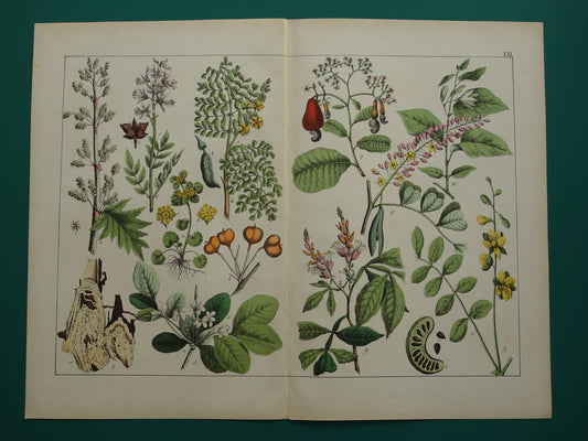 Oude botanische prent uit 1874 Vintage bloemen illustratie originele antieke botanie print