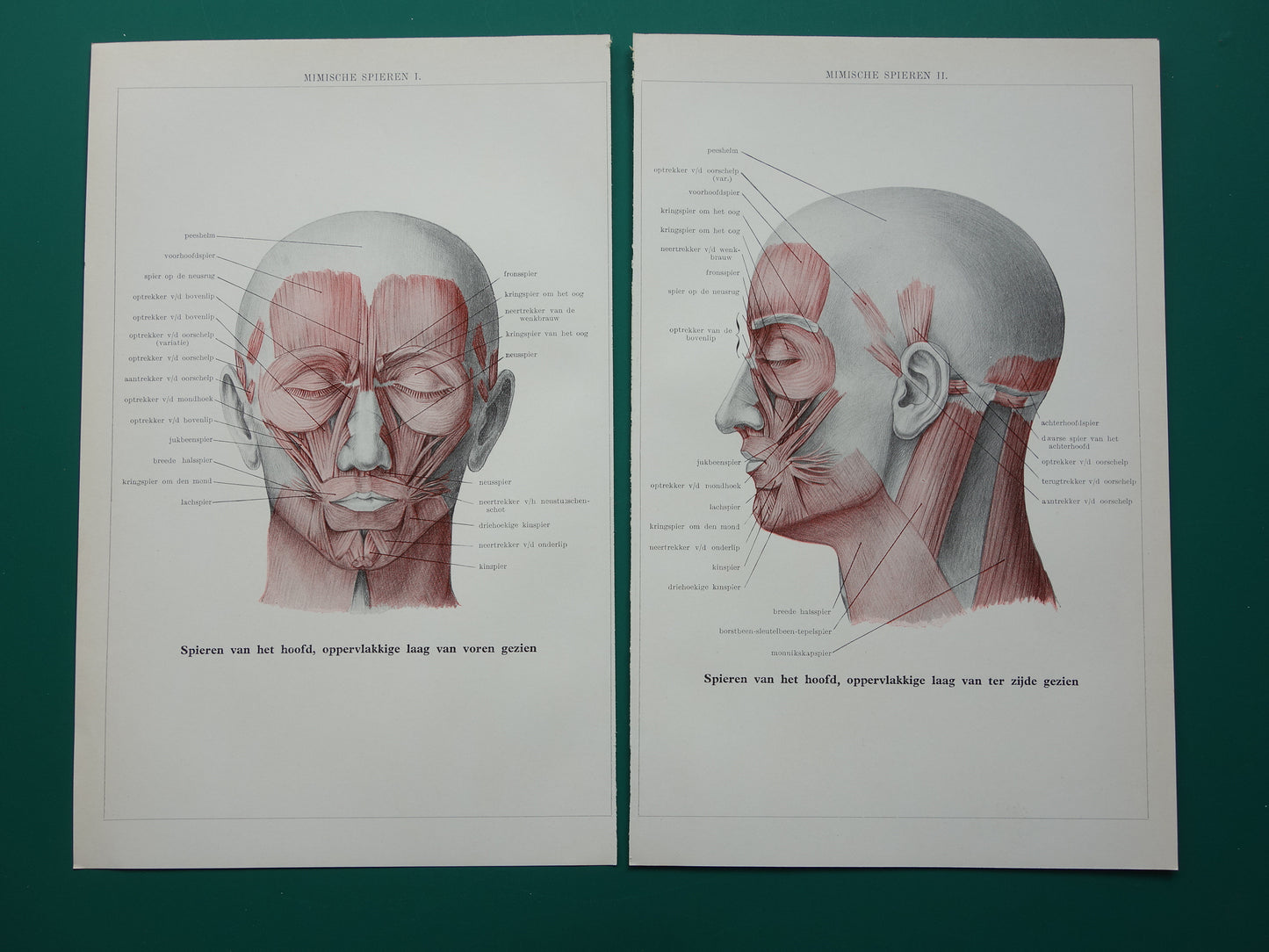 Oude anatomische prenten van spieren hoofd en gezicht 1936 originele vintage illustratie - set van 2 vintage prints Mimische Spieren