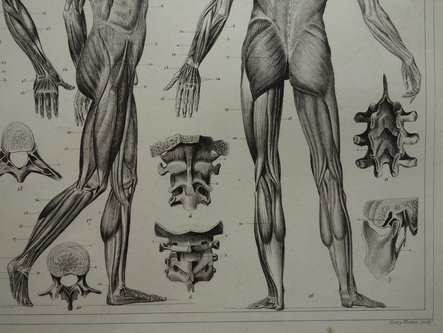 Oude Anatomie Prent Spieren van de Mens Originele 175+ jaar oude Illustratie Vintage Anatomische Prenten