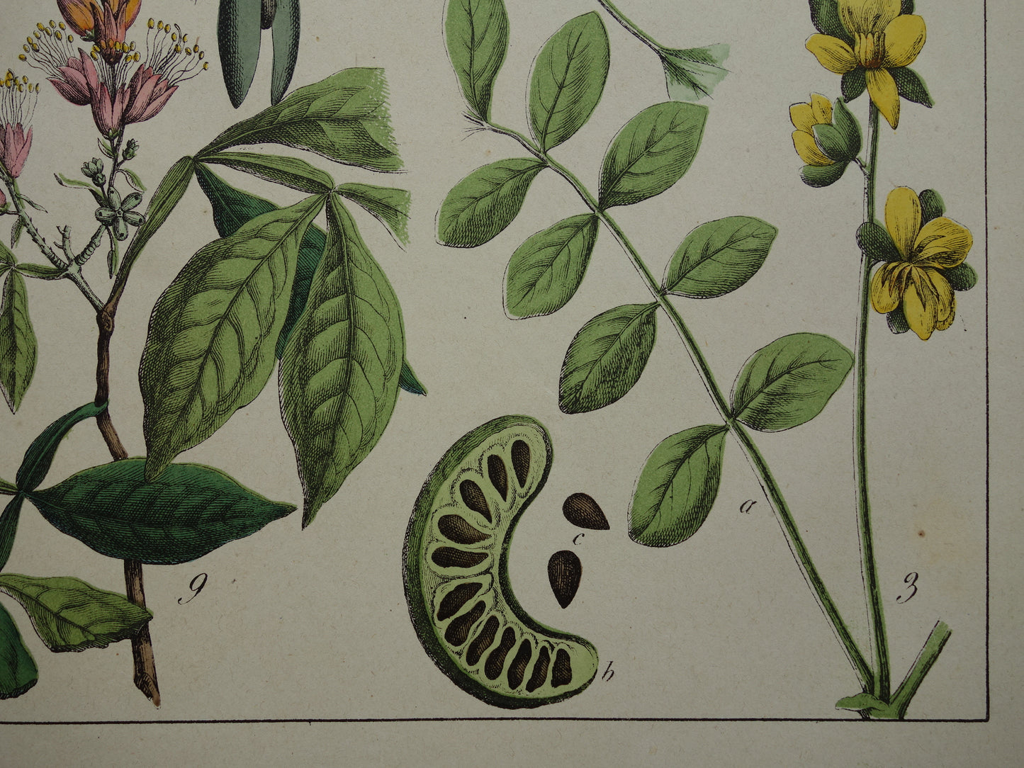 Oude botanische prent uit 1874 Vintage bloemen illustratie originele antieke botanie print