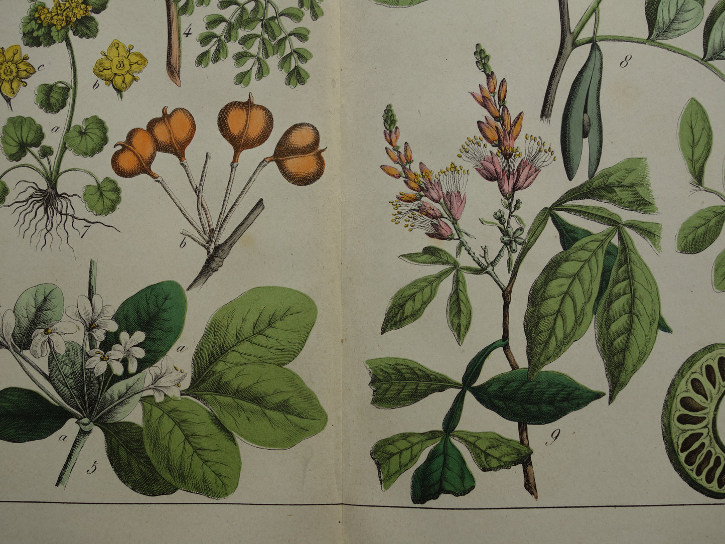 Oude botanische prent uit 1874 Vintage bloemen illustratie originele antieke botanie print