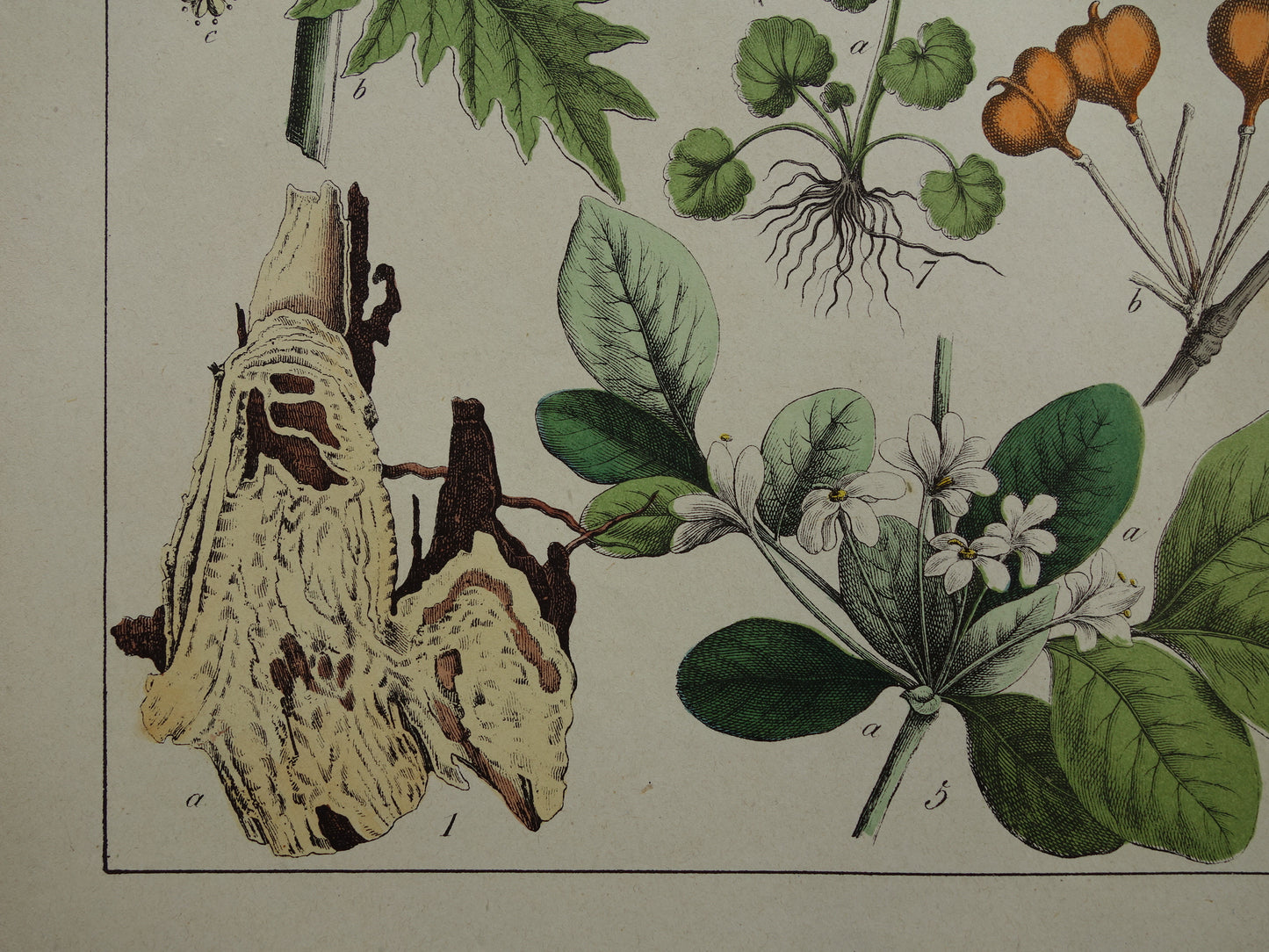 Oude botanische prent uit 1874 Vintage bloemen illustratie originele antieke botanie print