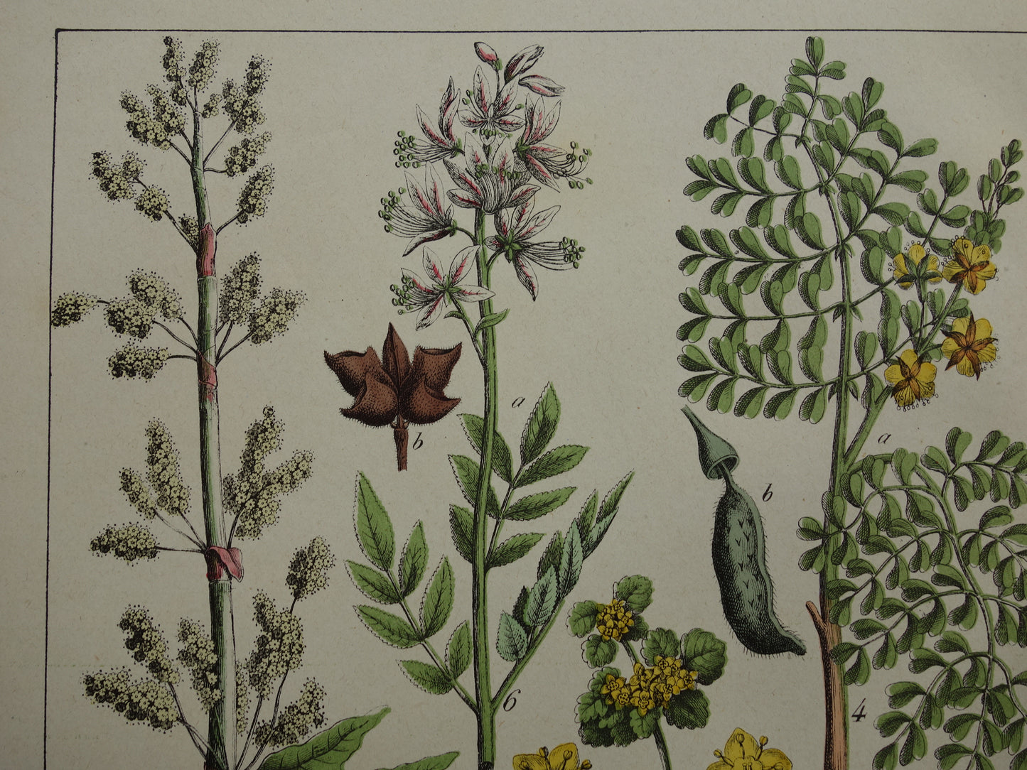 Oude botanische prent uit 1874 Vintage bloemen illustratie originele antieke botanie print