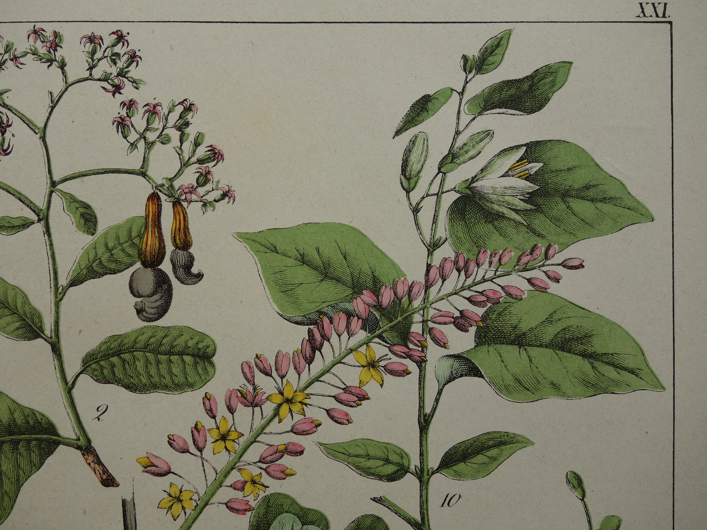 Oude botanische prent uit 1874 Vintage bloemen illustratie originele antieke botanie print