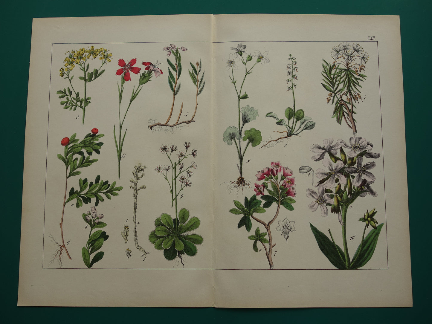 Oude botanische prent uit 1874 Rhododendron illustratie originele antieke botanie print