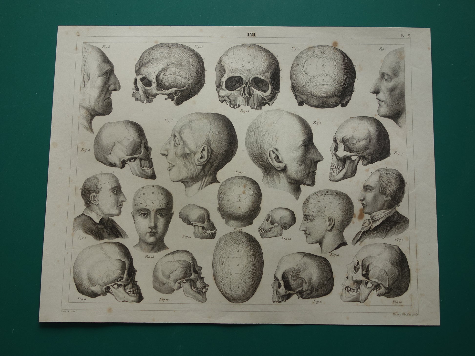 SCHEDEL Oude anatomie print over Schedels en Gezichtsmaskers Antieke prent Vintage anatomische illustratie Napoleon Kant