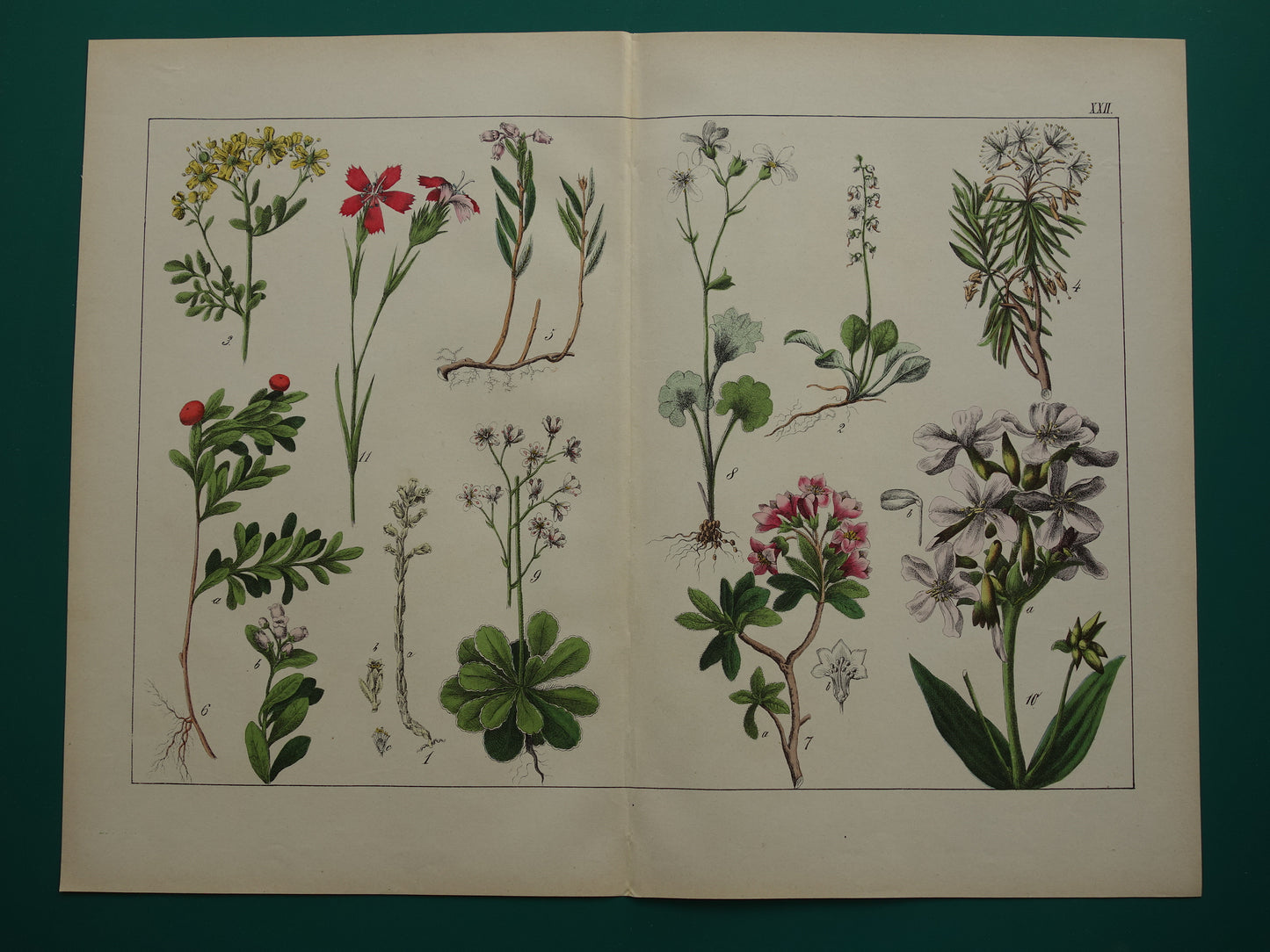 Oude botanische prent uit 1874 Rhododendron illustratie originele antieke botanie print