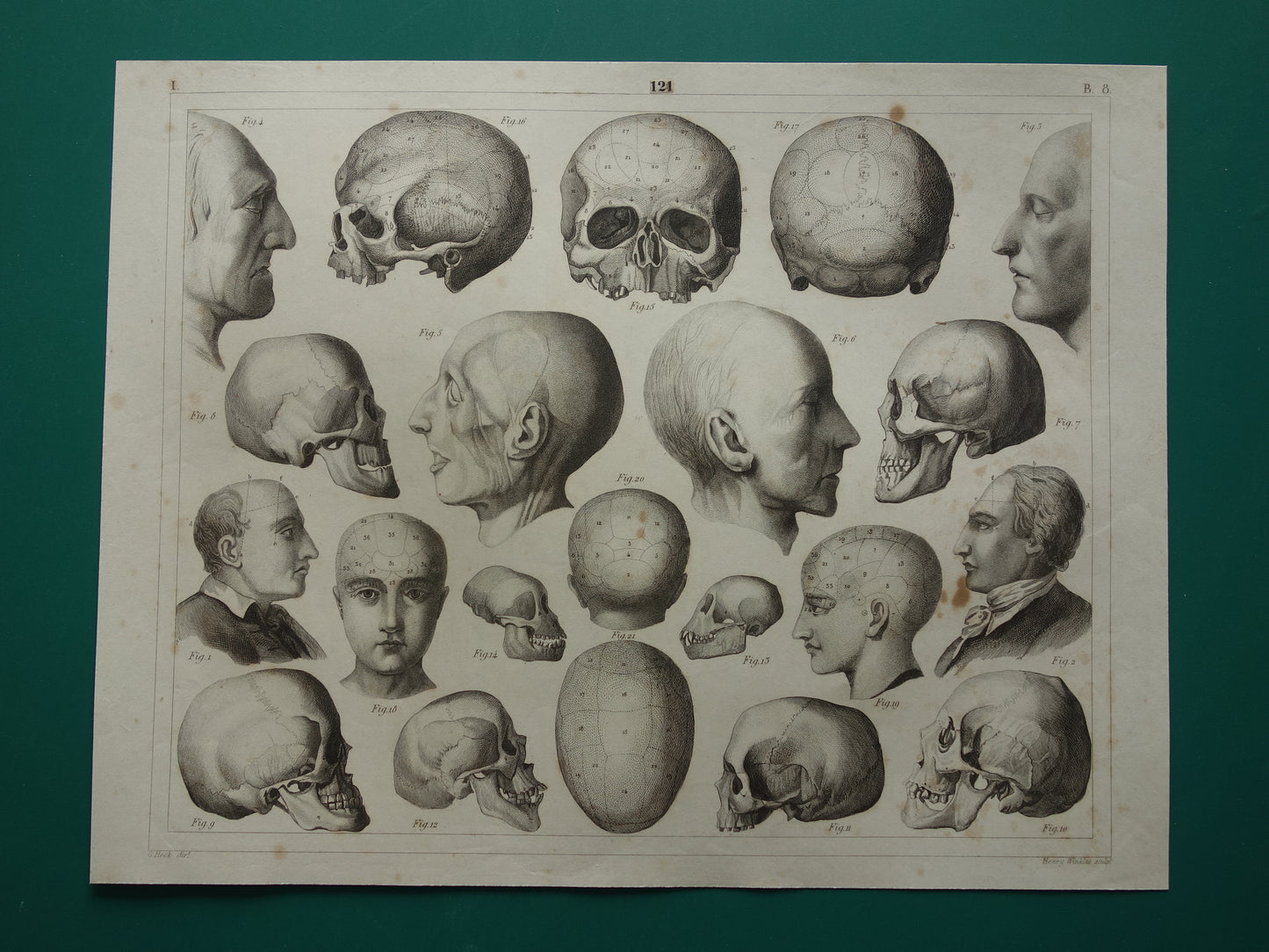 SCHEDEL Oude anatomie print over Schedels en Gezichtsmaskers Antieke prent Vintage anatomische illustratie Napoleon Kant