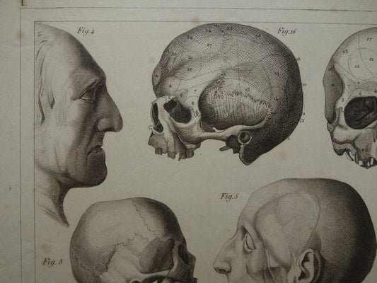 SCHEDEL Oude anatomie print over Schedels en Gezichtsmaskers Antieke prent Vintage anatomische illustratie Napoleon Kant