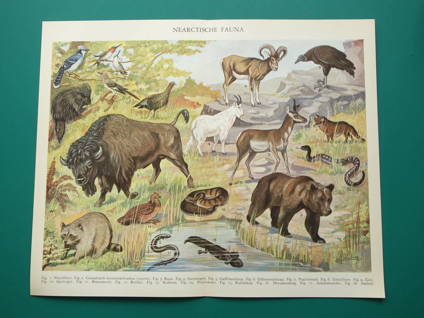 Vintage prent van Bizon Grizzlybeer uit 1936 originele oude dieren illustratie Nearctische Fauna