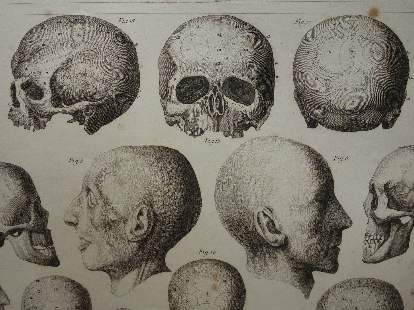 SCHEDEL Oude anatomie print over Schedels en Gezichtsmaskers Antieke prent Vintage anatomische illustratie Napoleon Kant