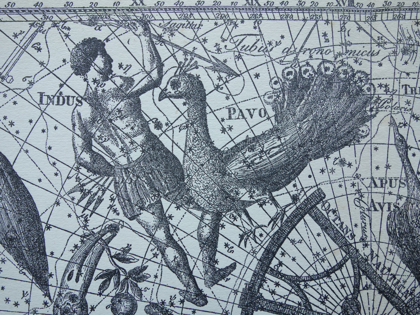 Oude astronomie prent van sterrenbeeld Pavo Indus Toekan Antieke sterrenkaart Argo Navis sterrenbeelden vintage print