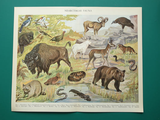 Vintage prent van Bizon Grizzlybeer uit 1936 originele oude dieren illustratie Nearctische Fauna