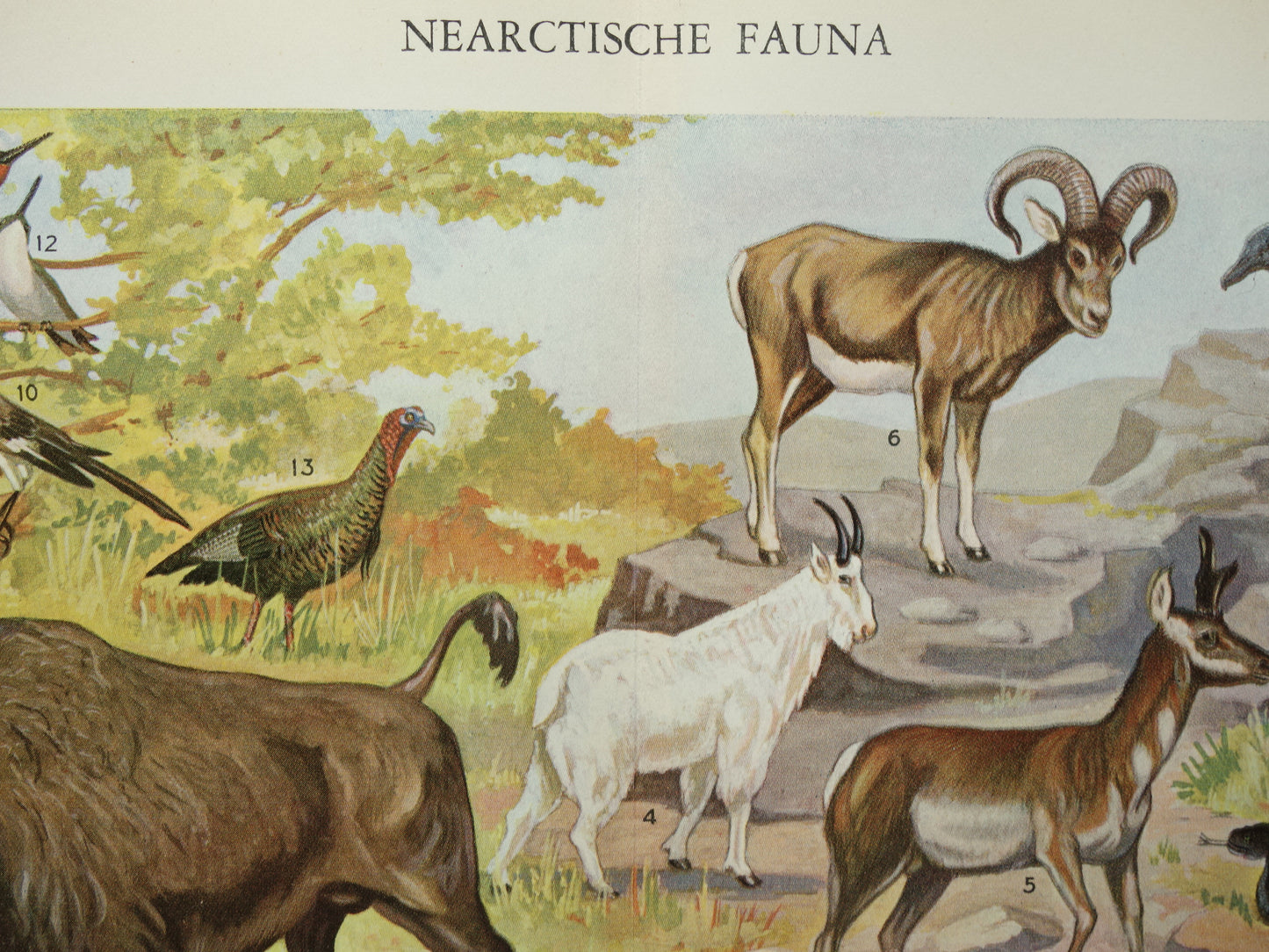 Vintage prent van Bizon Grizzlybeer uit 1936 originele oude dieren illustratie Nearctische Fauna