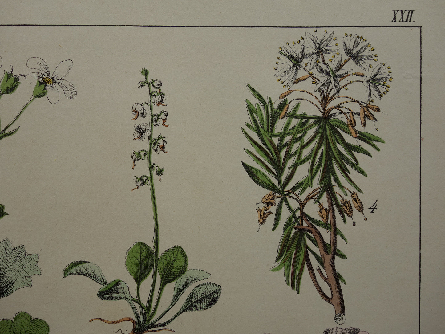 Oude botanische prent uit 1874 Rhododendron illustratie originele antieke botanie print