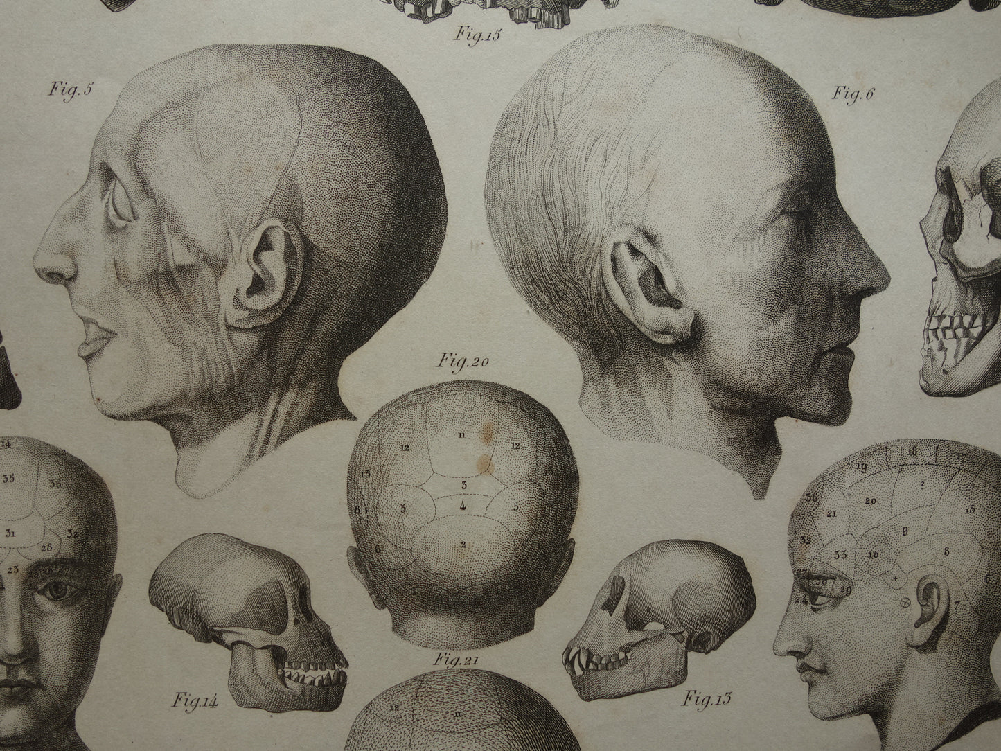 SCHEDEL Oude anatomie print over Schedels en Gezichtsmaskers Antieke prent Vintage anatomische illustratie Napoleon Kant