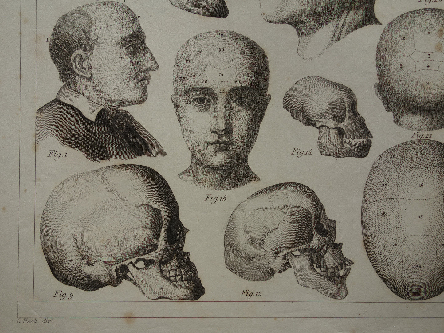 SCHEDEL Oude anatomie print over Schedels en Gezichtsmaskers Antieke prent Vintage anatomische illustratie Napoleon Kant