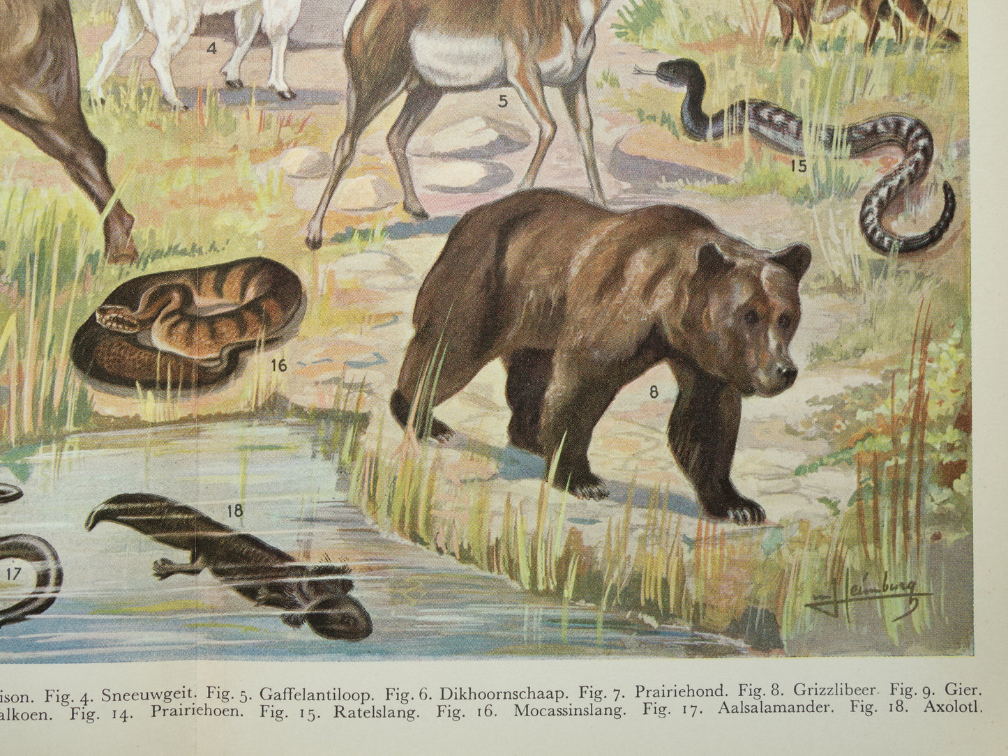 Vintage prent van Bizon Grizzlybeer uit 1936 originele oude dieren illustratie Nearctische Fauna