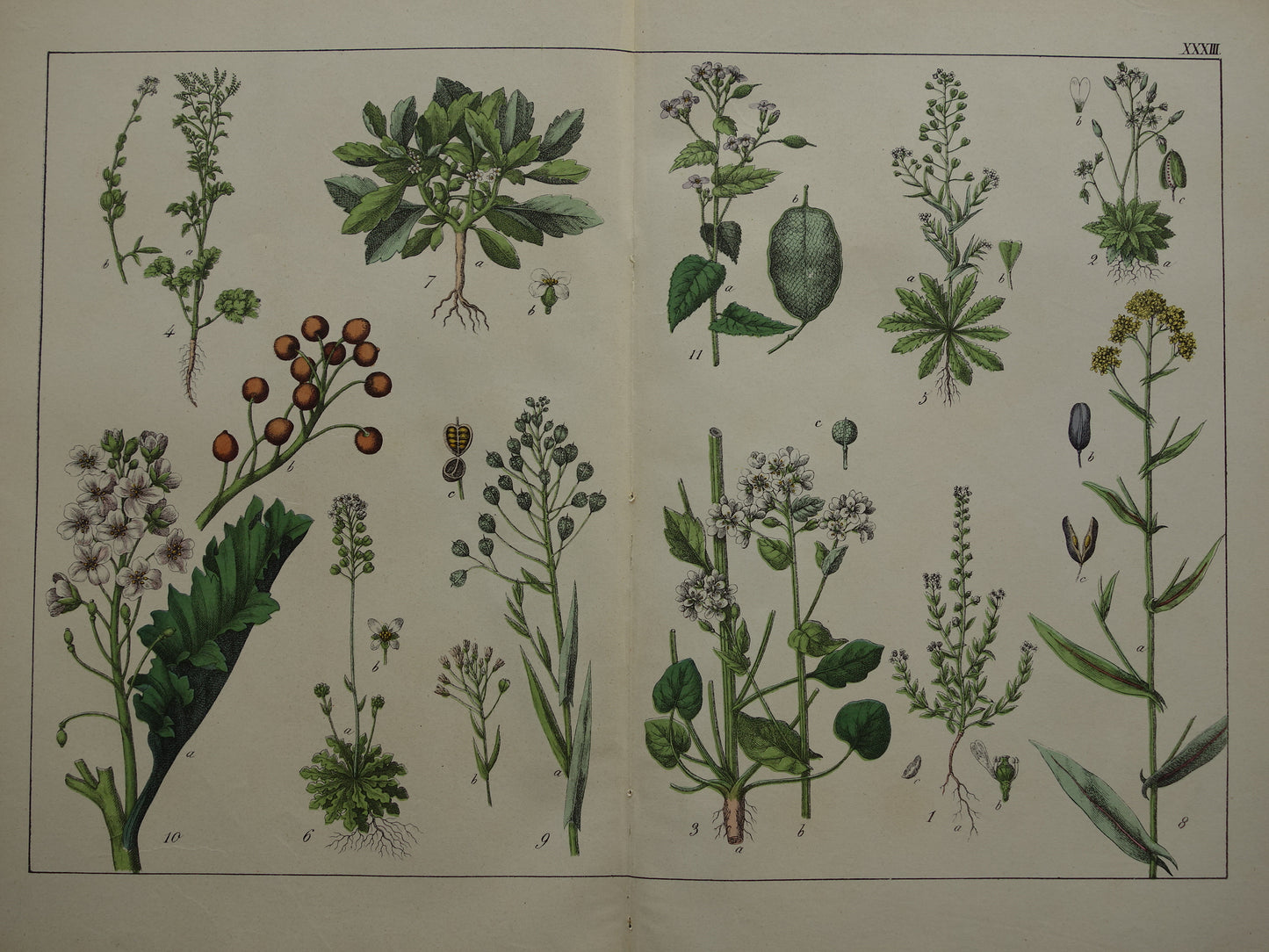 Old botanical print from 1874 original antique botany print