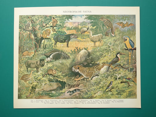 Vintage prent van Jaguar Miereneter Toekan 1936 originele oude dieren illustratie Neotropische Fauna