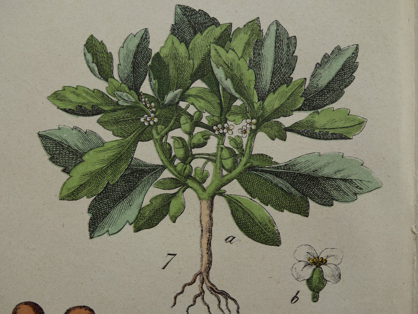 Oude botanische prent uit 1874 originele antieke botanie print
