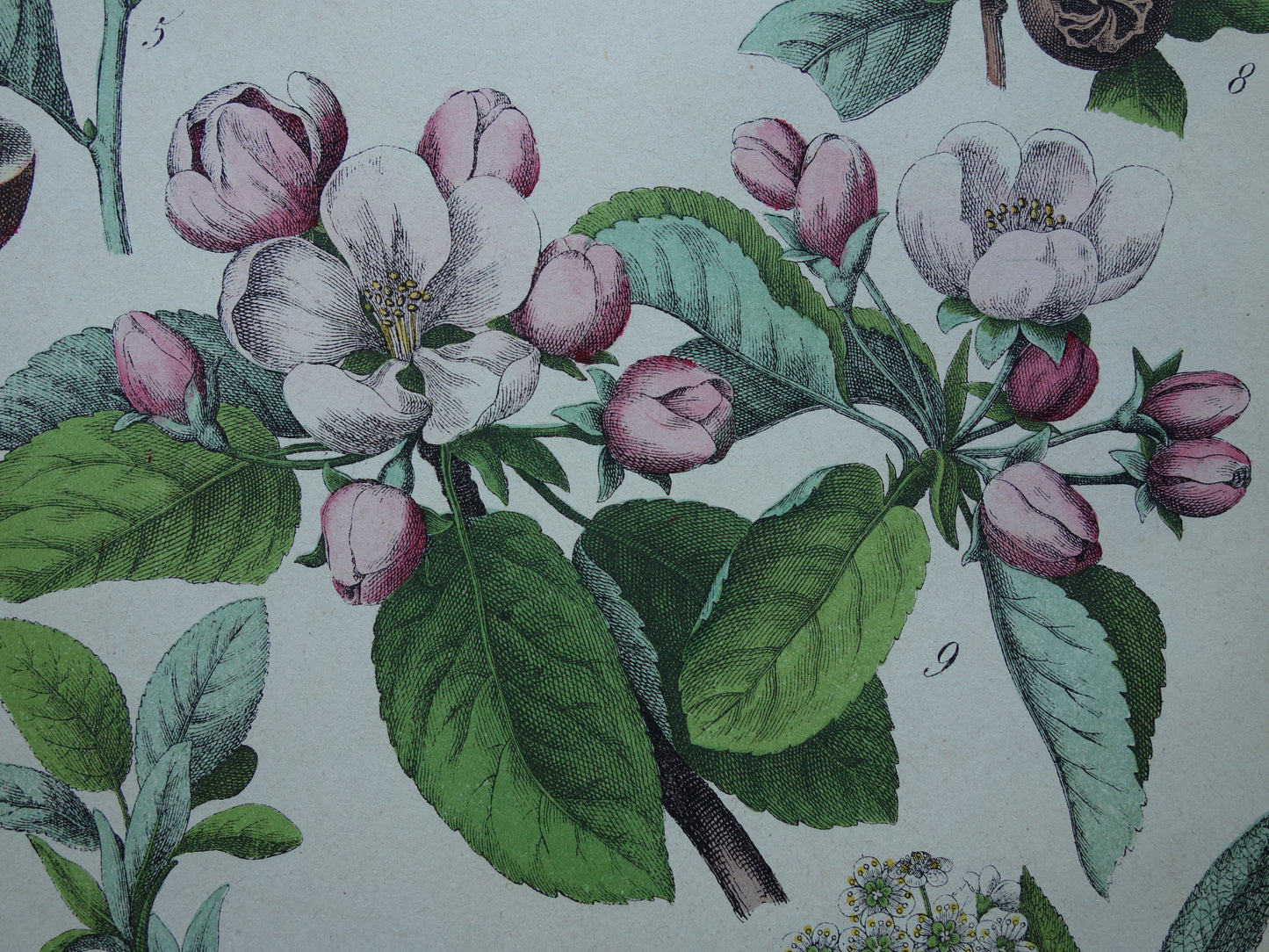 Vintage botanische prent uit 1874 Originele antieke botanische illustratie van bloemen - Oude prenten