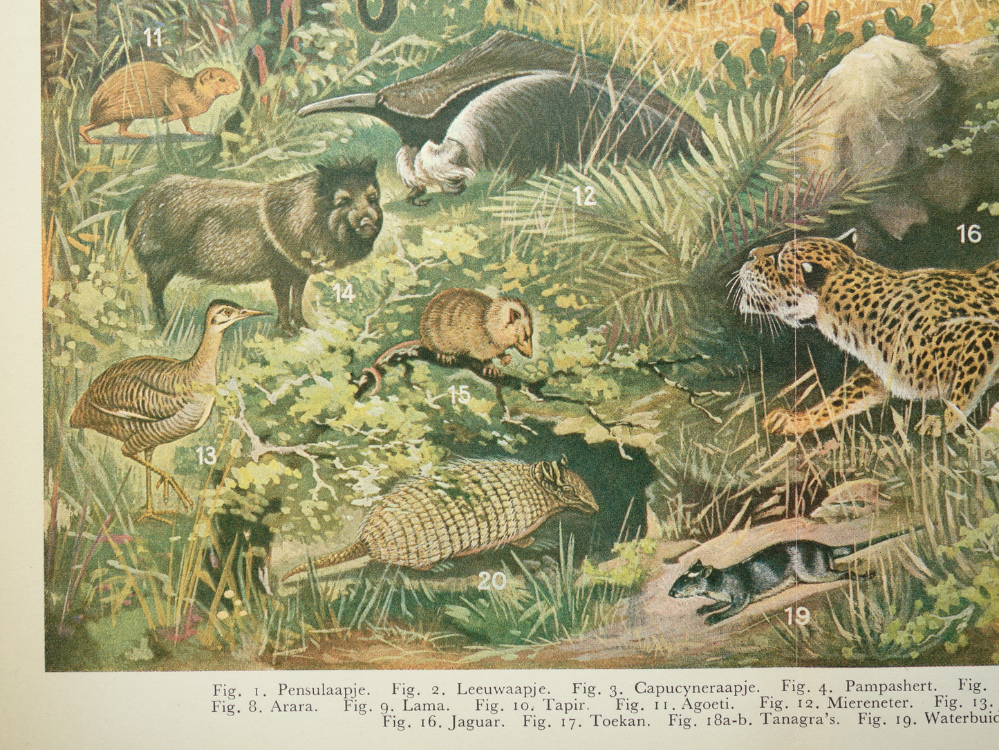 Vintage prent van Jaguar Miereneter Toekan 1936 originele oude dieren illustratie Neotropische Fauna