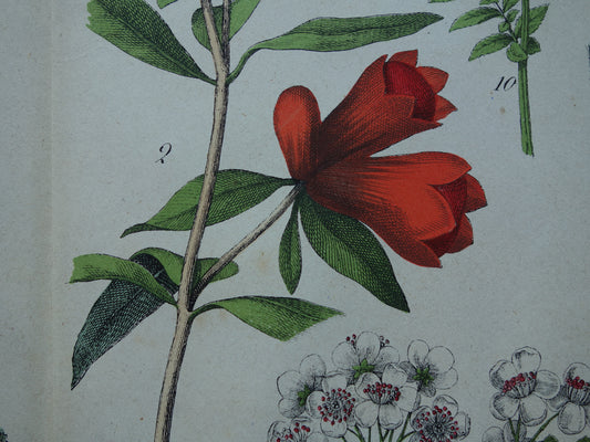 Vintage botanische prent uit 1874 Originele antieke botanische illustratie van bloemen - Oude prenten