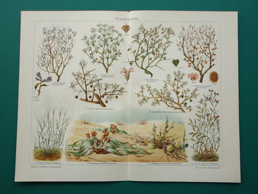 WOESTIJNPLANTEN oude botanische prent uit het jaar 1932 originele vintage illustratie planten uit de woestijn