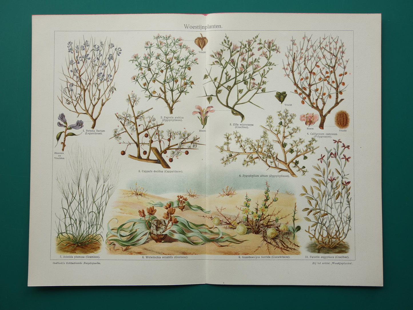WOESTIJNPLANTEN oude botanische prent uit het jaar 1932 originele vintage illustratie planten uit de woestijn